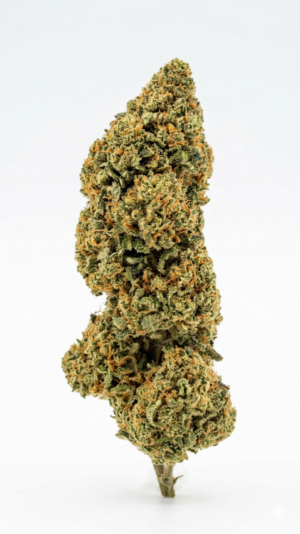 jack herer