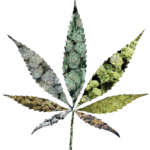 png clipart medical cannabis cannabidiol legalization marijuana cannabis leaf medicine thumbnail removebg preview