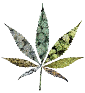 png clipart medical cannabis cannabidiol legalization marijuana cannabis leaf medicine thumbnail removebg preview